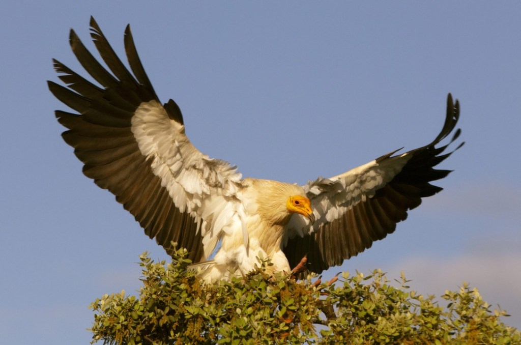 As the Egyptian vulture goes, so goes the world’s&nbsp;biodiversity