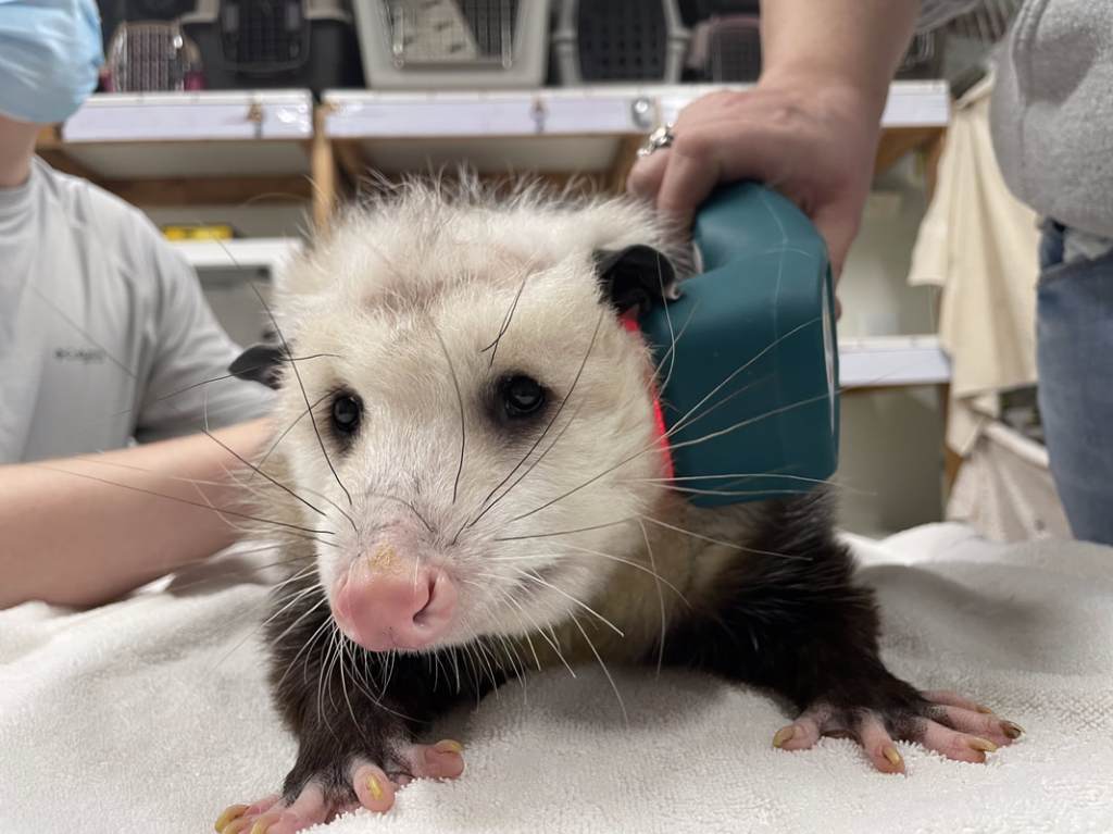 Appalachian Wildlife Refuge staff caring for an injured possum.