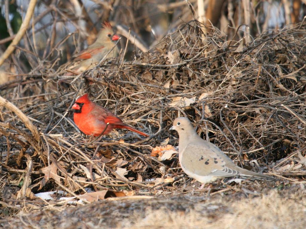 Male and female northern cardinals and a mourning dove search for food in a habitat brush pile. (Photo by Chris Taylor, wildlovephotography.com)